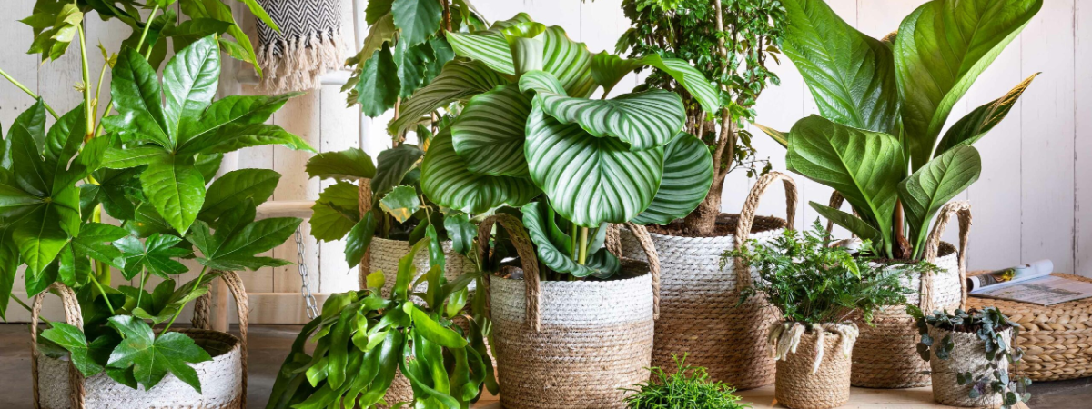 Grote groene eyecatchers voor een statement | Berg & Terblijt