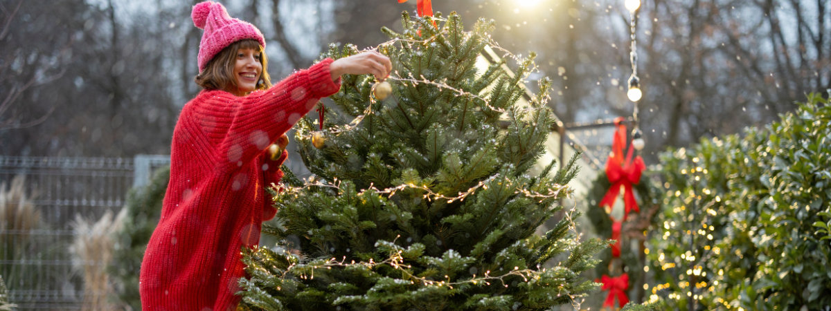 Kom de perfecte kerstboom uitzoeken! Kom de perfecte kerstboom uitzoeken!