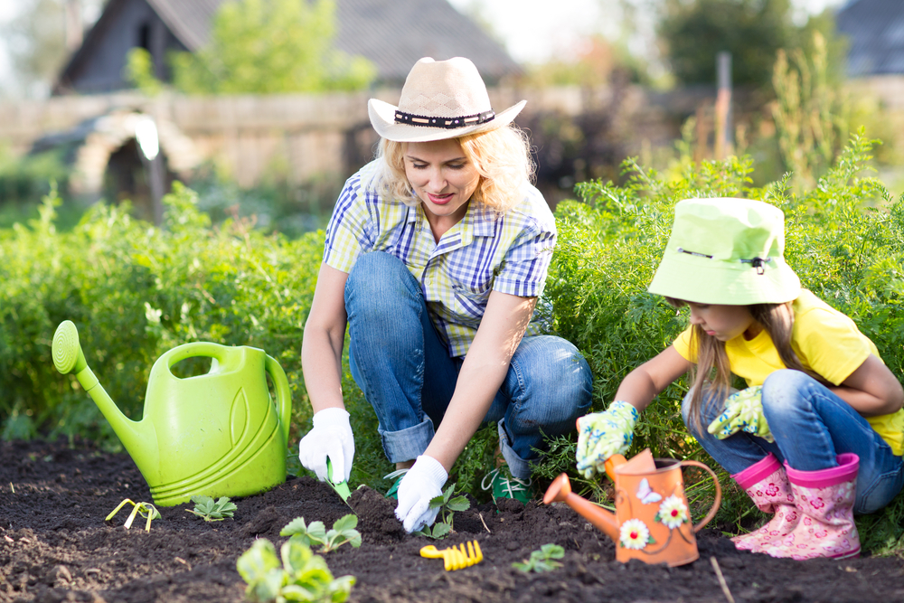 Moestuin tips | zaaien juni  | planten juni | zomergroenten  | Bewatering | Tuincentrum Berg en Terblijt