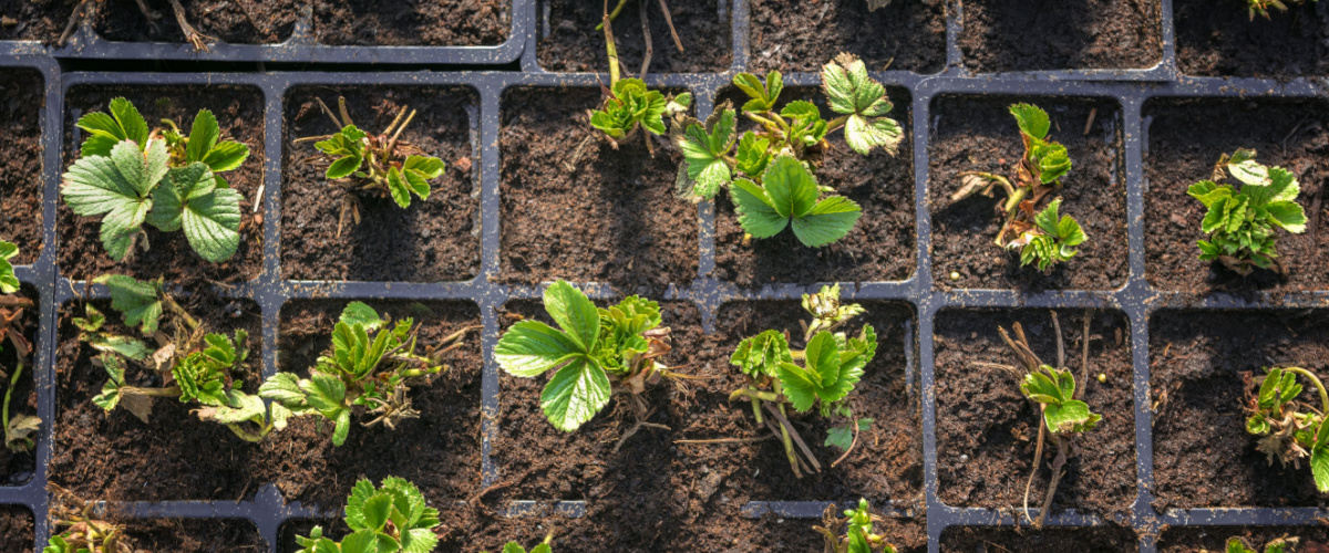 Moestuinbenodigdheden | GroenRijk Berg & Terblijt