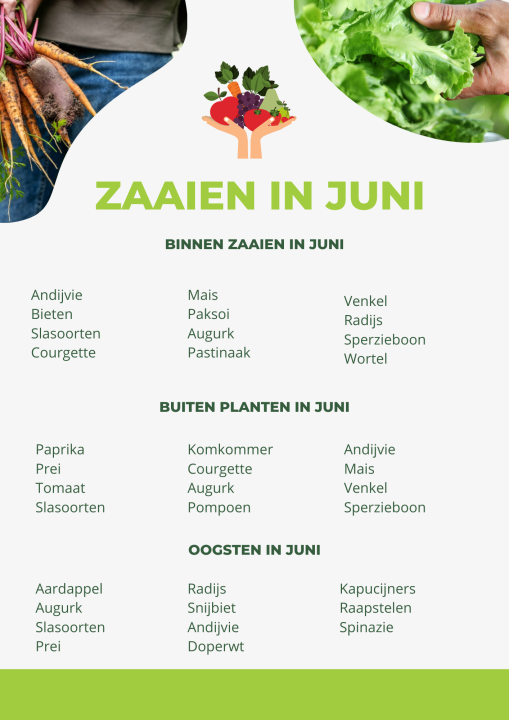 Moestuin tips | zaaien juni  | planten juni | zomergroenten | Tuincentrum Berg en Terblijt