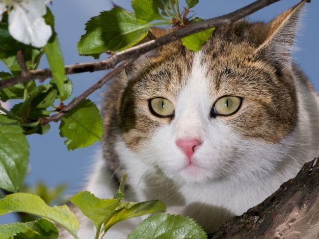 Dierenwinkel nabij Maastricht alles voor uw kat