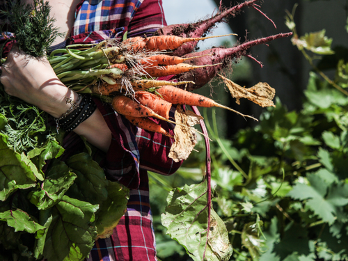 3 redenen om dit jaar een moestuin te beginnen