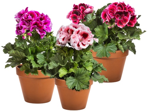 Chic of gezellig? De Franse geranium is het allebei!