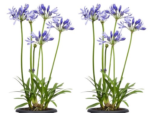 De exotische liefde van de Agapanthus 'Amourette'