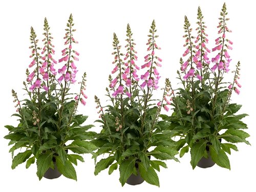 Digitalis 'Pink Panther': een roze powerplant