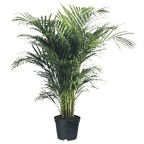 Areca-palm, een luchtzuiverende werking