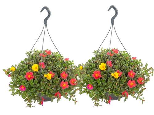 Portulaca in hangpot: een waterval aan zomerse kleuren