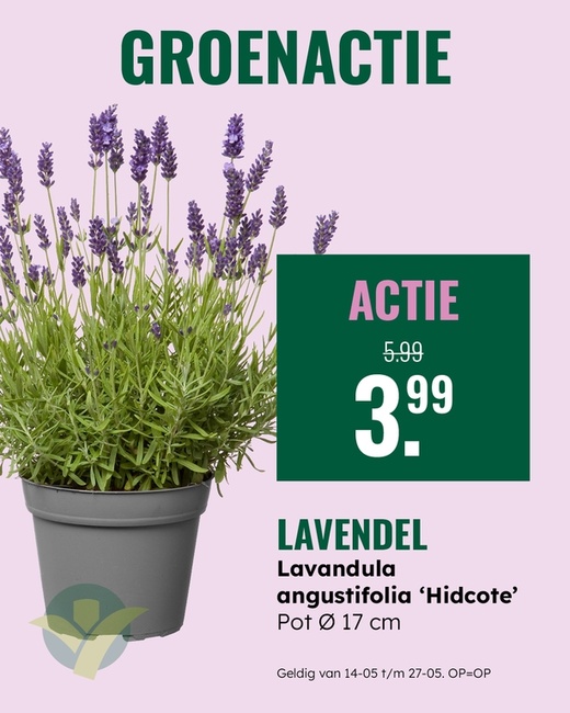 Groenactie: Lavendel