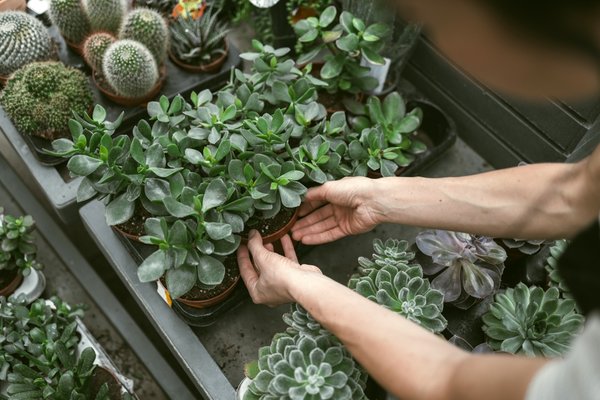 Cactussen en vetplanten