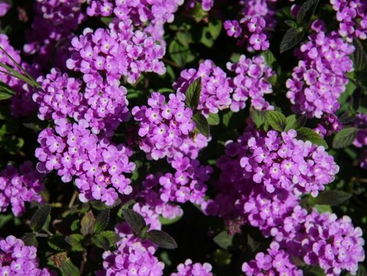 Tuinplanten