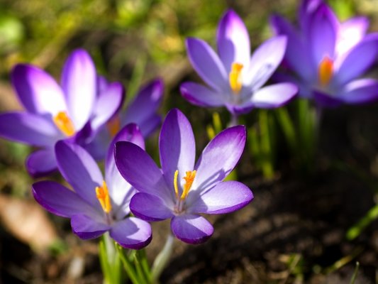 Tuinplanten