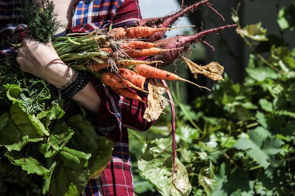 Moestuin