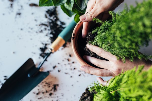 Oppotservice kamerplanten