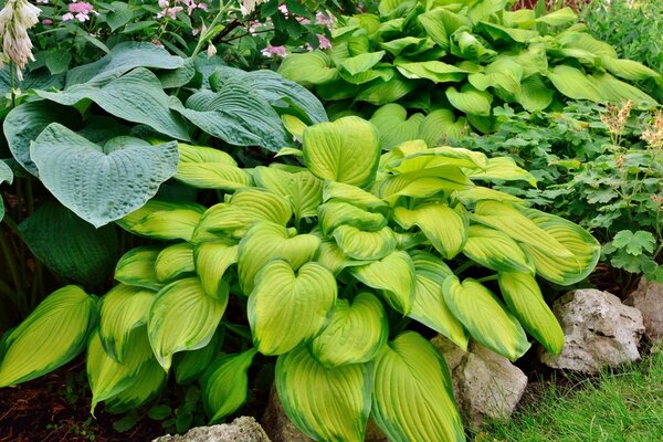 Vaste planten