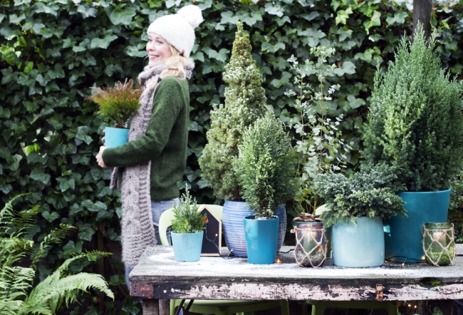 Meer informatie over de Tuinplanten in Limburg.